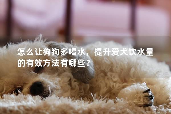 怎么让狗狗多喝水，提升爱犬饮水量的有效方法有哪些？