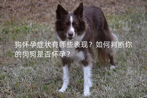 狗怀孕症状有哪些表现？如何判断你的狗狗是否怀孕？