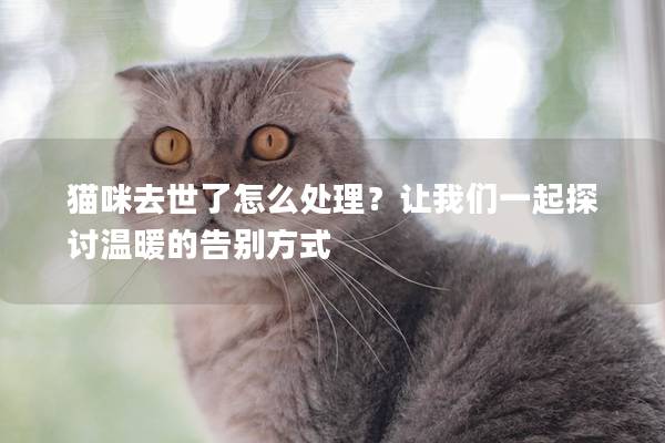 猫咪去世了怎么处理？让我们一起探讨温暖的告别方式