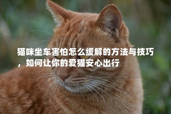 猫咪坐车害怕怎么缓解的方法与技巧，如何让你的爱猫安心出行