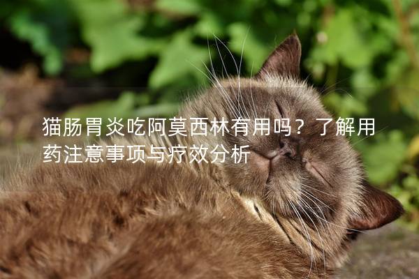 猫肠胃炎吃阿莫西林有用吗？了解用药注意事项与疗效分析