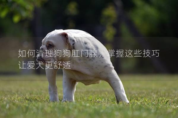 如何清理狗狗肛门腺，掌握这些技巧让爱犬更舒适