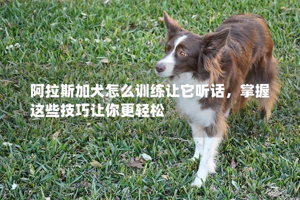 阿拉斯加犬怎么训练让它听话，掌握这些技巧让你更轻松