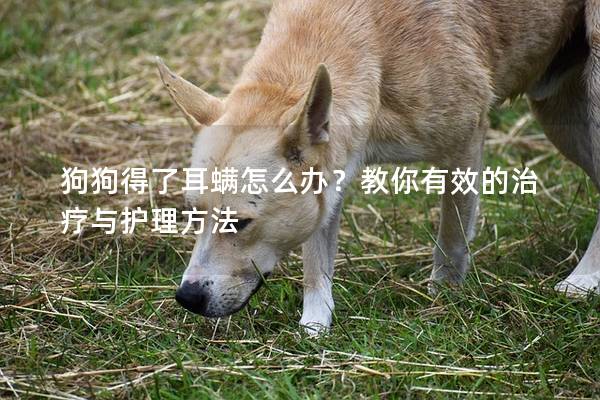 狗狗得了耳螨怎么办？教你有效的治疗与护理方法