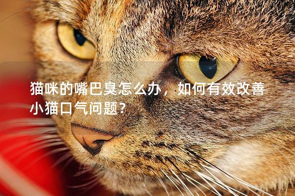 猫咪的嘴巴臭怎么办，如何有效改善小猫口气问题？