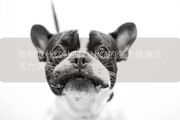 狗狗吃什么补血？让你的爱犬健康又活力满满