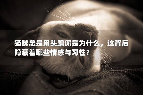 猫咪总是用头蹭你是为什么，这背后隐藏着哪些情感与习性？