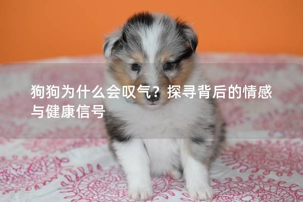 狗狗为什么会叹气？探寻背后的情感与健康信号