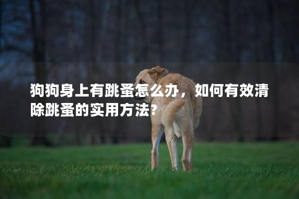 狗狗身上有跳蚤怎么办，如何有效清除跳蚤的实用方法？