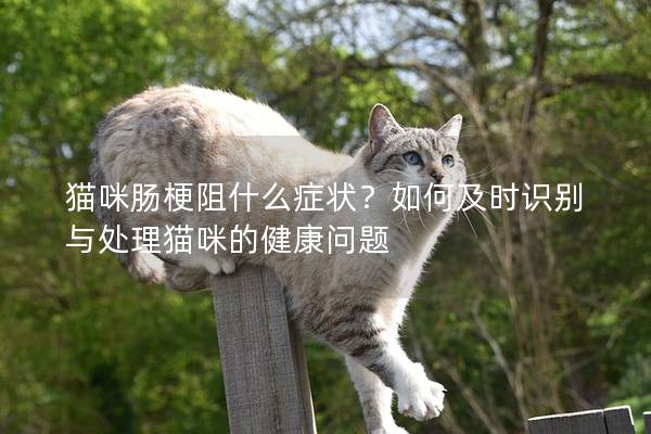 猫咪肠梗阻什么症状？如何及时识别与处理猫咪的健康问题