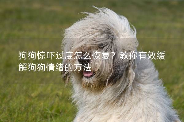 狗狗惊吓过度怎么恢复？教你有效缓解狗狗情绪的方法