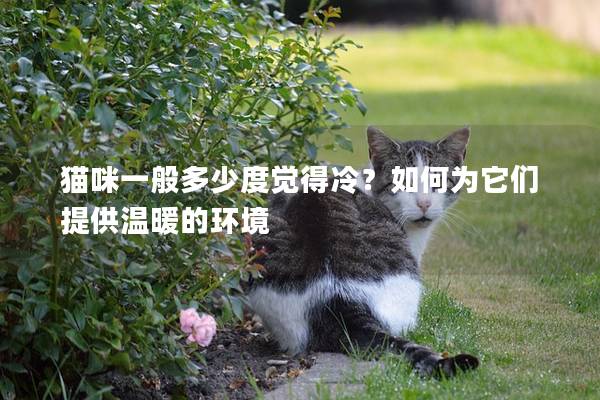 猫咪一般多少度觉得冷？如何为它们提供温暖的环境