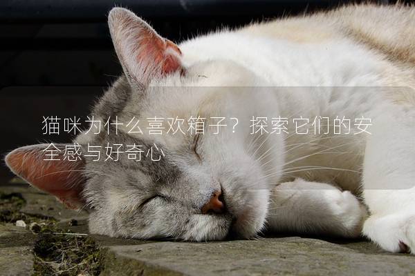 猫咪为什么喜欢箱子？探索它们的安全感与好奇心