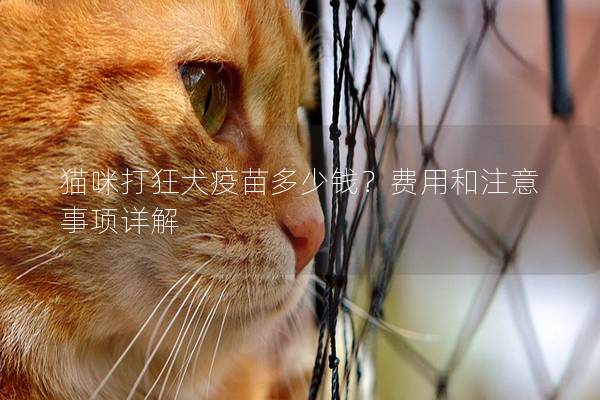 猫咪打狂犬疫苗多少钱？费用和注意事项详解