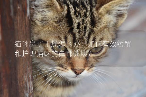 猫咪鼻子干燥怎么办，如何有效缓解和护理猫咪的鼻部健康？