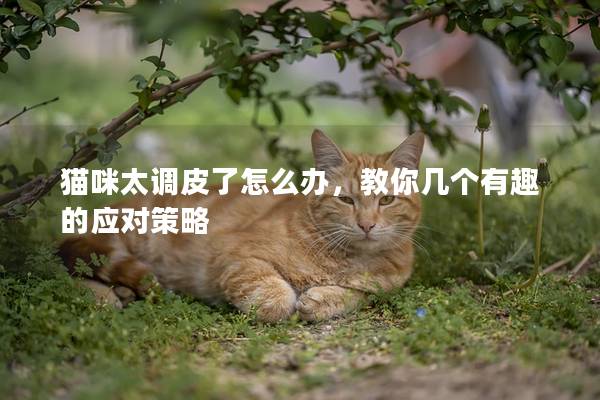 猫咪太调皮了怎么办，教你几个有趣的应对策略