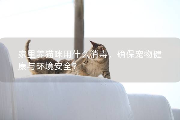 家里养猫咪用什么消毒，确保宠物健康与环境安全？