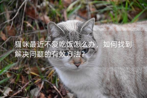 猫咪最近不爱吃饭怎么办，如何找到解决问题的有效方法？