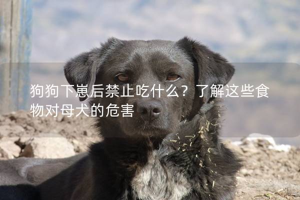 狗狗下崽后禁止吃什么？了解这些食物对母犬的危害