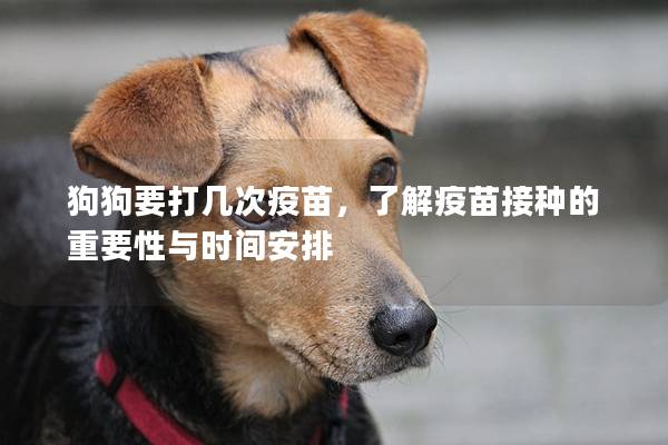 狗狗要打几次疫苗，了解疫苗接种的重要性与时间安排