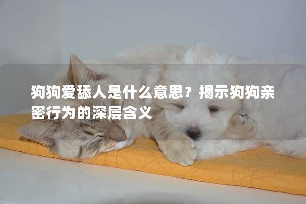 狗狗爱舔人是什么意思？揭示狗狗亲密行为的深层含义