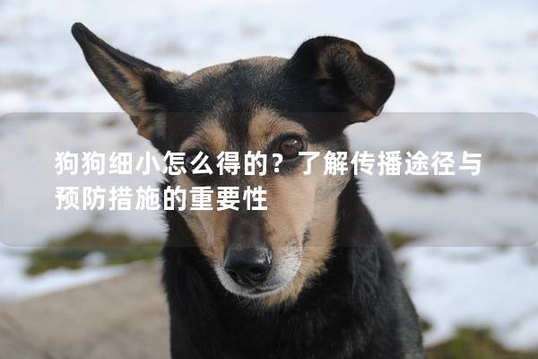 狗狗细小怎么得的？了解传播途径与预防措施的重要性