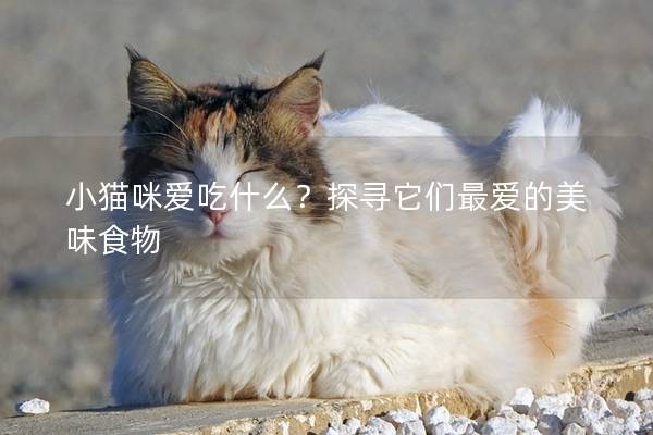 小猫咪爱吃什么？探寻它们最爱的美味食物