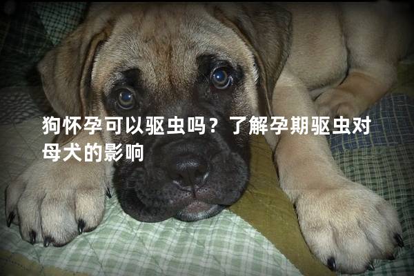 狗怀孕可以驱虫吗？了解孕期驱虫对母犬的影响