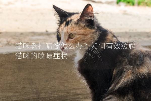 猫咪老打喷嚏怎么办？如何有效缓解猫咪的喷嚏症状