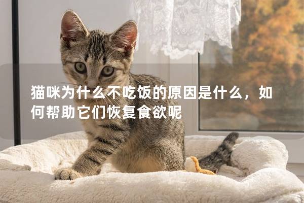 猫咪为什么不吃饭的原因是什么，如何帮助它们恢复食欲呢