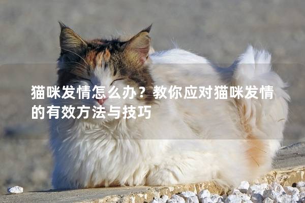 猫咪发情怎么办？教你应对猫咪发情的有效方法与技巧