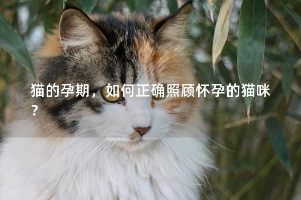 猫的孕期，如何正确照顾怀孕的猫咪？