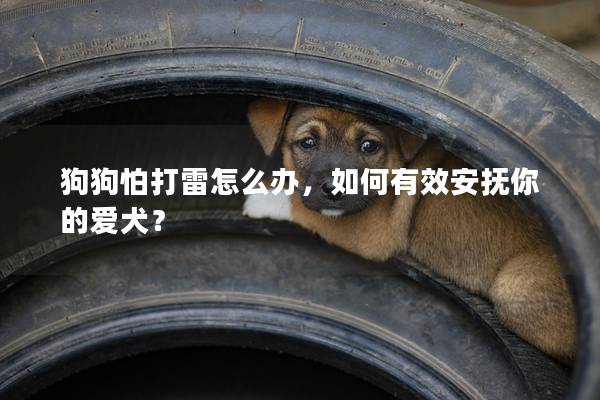 狗狗怕打雷怎么办，如何有效安抚你的爱犬？