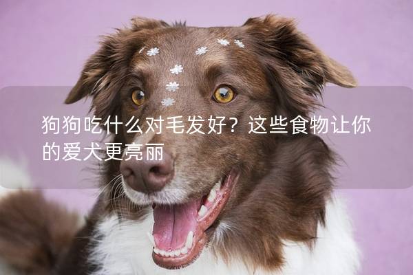 狗狗吃什么对毛发好？这些食物让你的爱犬更亮丽