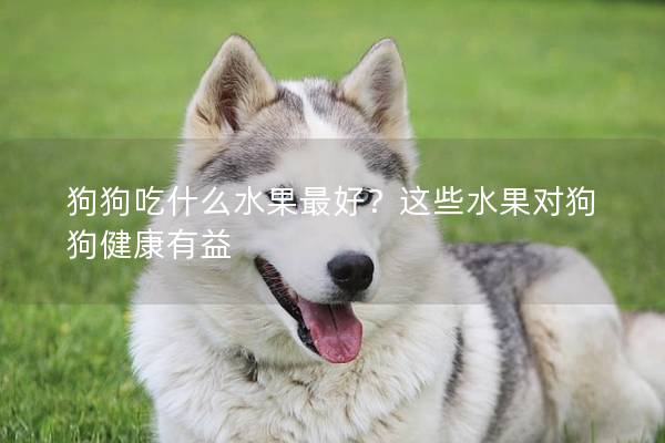 狗狗吃什么水果最好？这些水果对狗狗健康有益