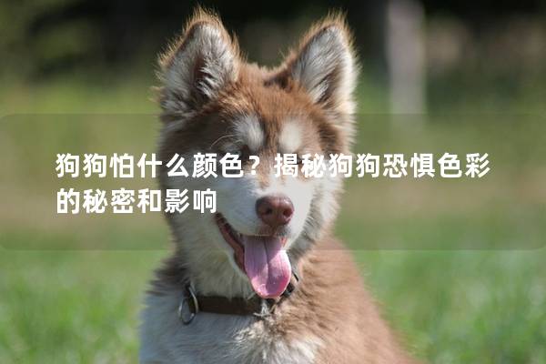 狗狗怕什么颜色？揭秘狗狗恐惧色彩的秘密和影响