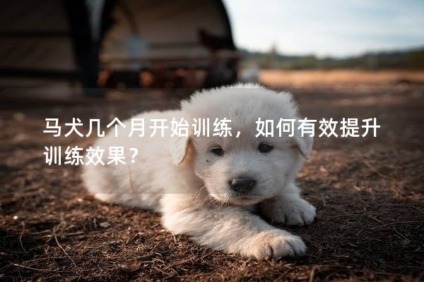 马犬几个月开始训练，如何有效提升训练效果？