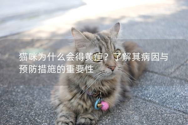 猫咪为什么会得黄疸？了解其病因与预防措施的重要性