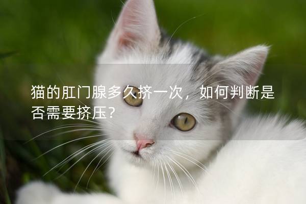 猫的肛门腺多久挤一次，如何判断是否需要挤压？