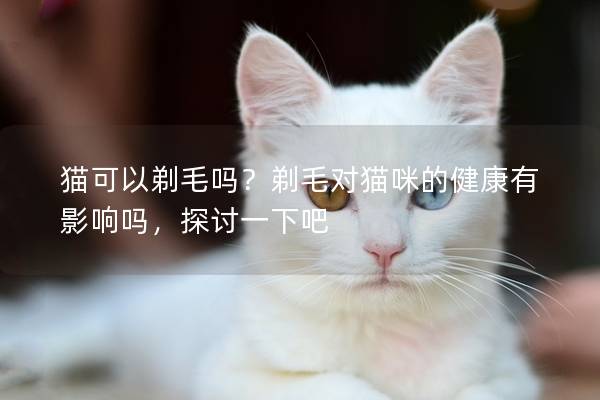 猫可以剃毛吗？剃毛对猫咪的健康有影响吗，探讨一下吧