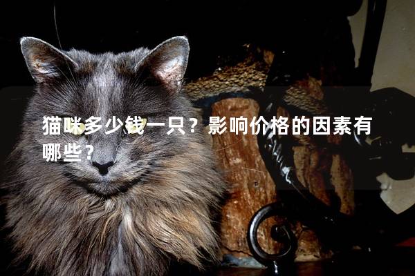 猫咪多少钱一只？影响价格的因素有哪些？