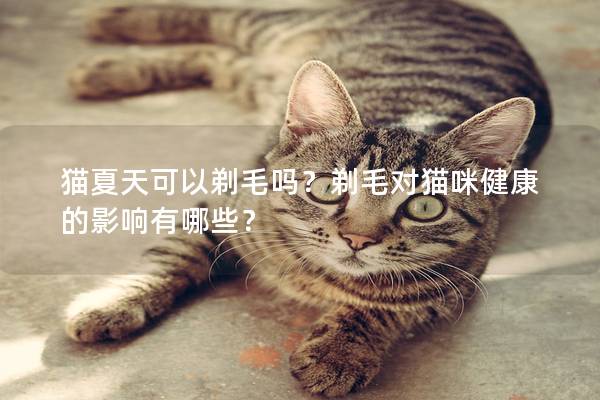 猫夏天可以剃毛吗？剃毛对猫咪健康的影响有哪些？