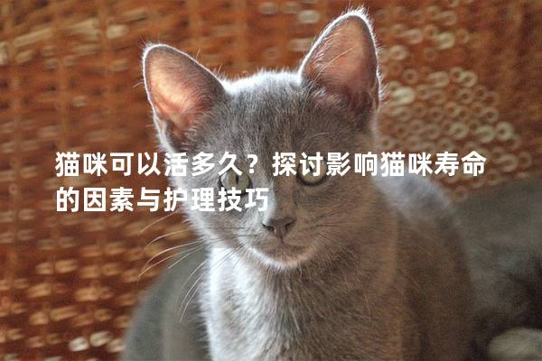 猫咪可以活多久？探讨影响猫咪寿命的因素与护理技巧