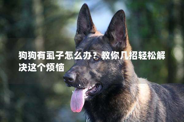 狗狗有虱子怎么办？教你几招轻松解决这个烦恼