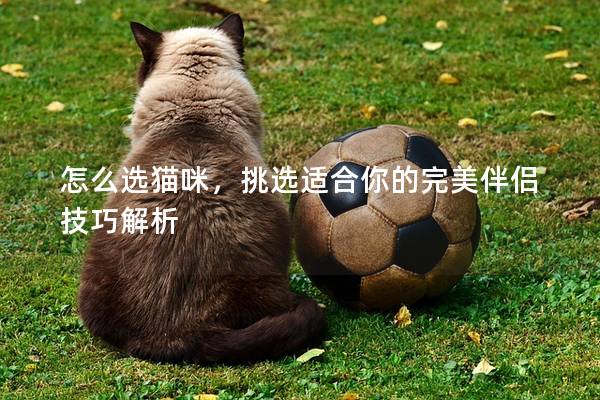 怎么选猫咪，挑选适合你的完美伴侣技巧解析