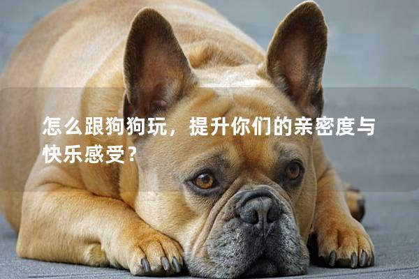 怎么跟狗狗玩，提升你们的亲密度与快乐感受？