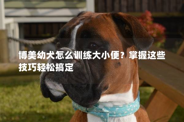 博美幼犬怎么训练大小便？掌握这些技巧轻松搞定