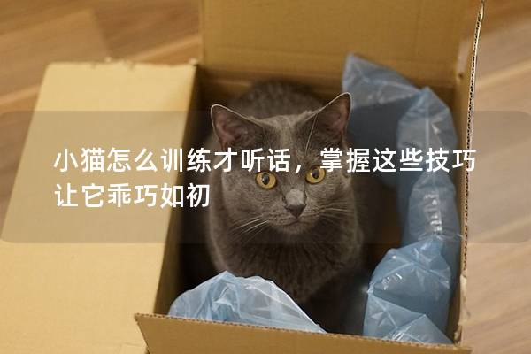 小猫怎么训练才听话，掌握这些技巧让它乖巧如初