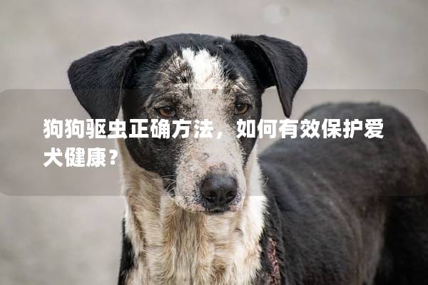 狗狗驱虫正确方法，如何有效保护爱犬健康？