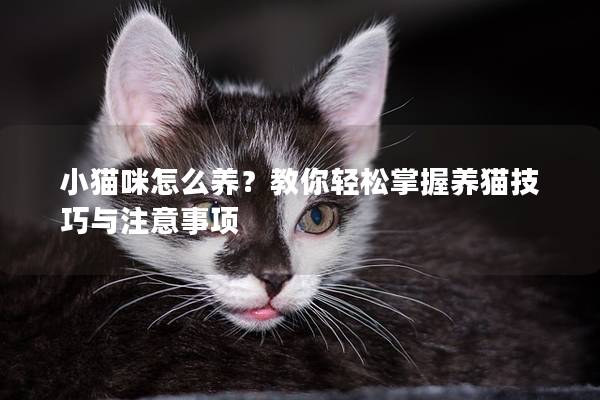 小猫咪怎么养？教你轻松掌握养猫技巧与注意事项